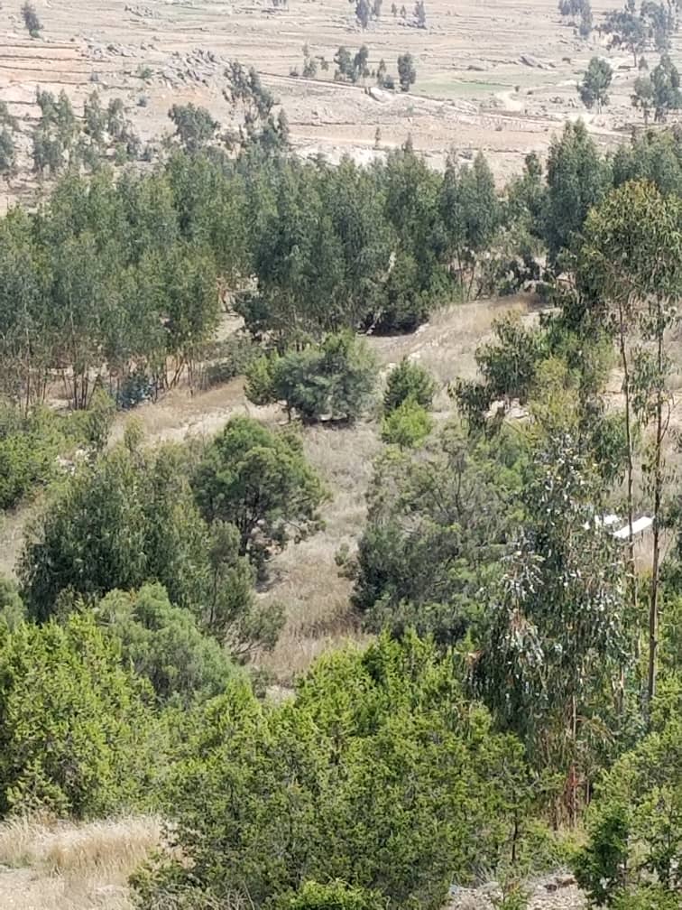 Aerial view of valley with scattered trees